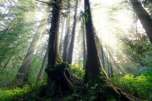 Ethereal fine art photo of a woodland setting