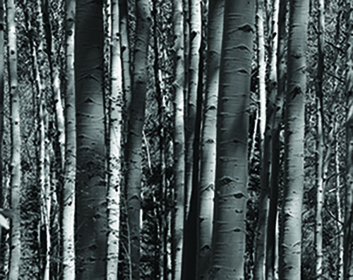 aspen trees closeup photography b & w