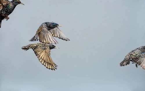 painting of a bird in flight