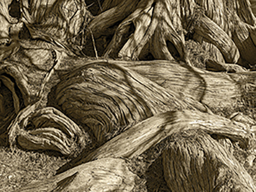 black and white photo of tree roots in an abstract design