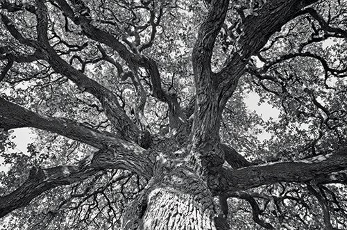 black and white photo of tree branches as an abstract