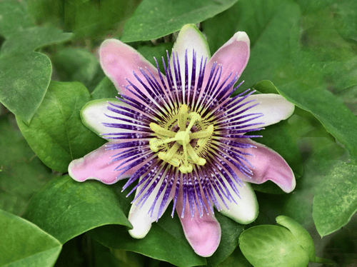 fine art photo of a passion flower