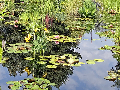 photograph of waterlilies in a pond